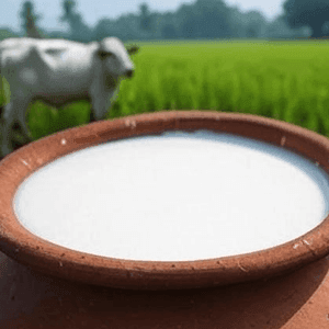 gorur khati dudh